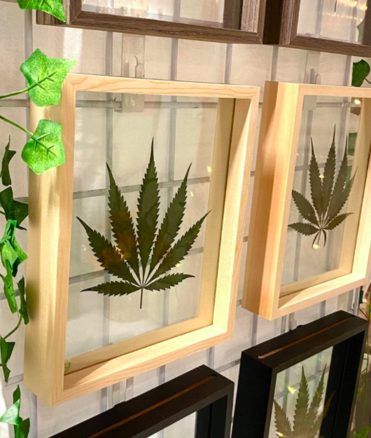 framed cannabis leaves